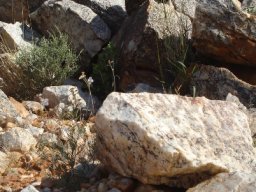 Lithops olivacea lives in places like this